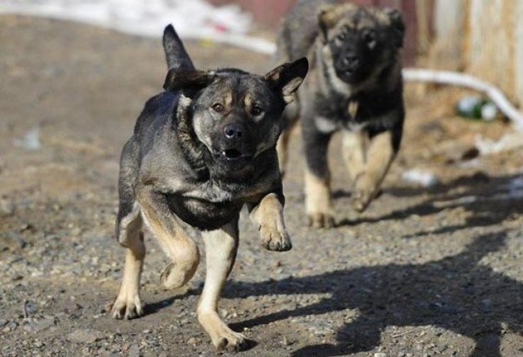 В Забайкалье возбудили уголовное дело по факту нападения собаки на 4-летнего ребенка