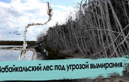 Бакланы уничтожают Забайкалье 