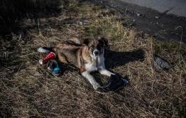 Забайкальская прокуратура организовала проверку по факту нападения собаки на 4-летнего ребенка