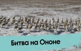 Незаконные мигранты из Монголии терроризируют казаков Забайкалья