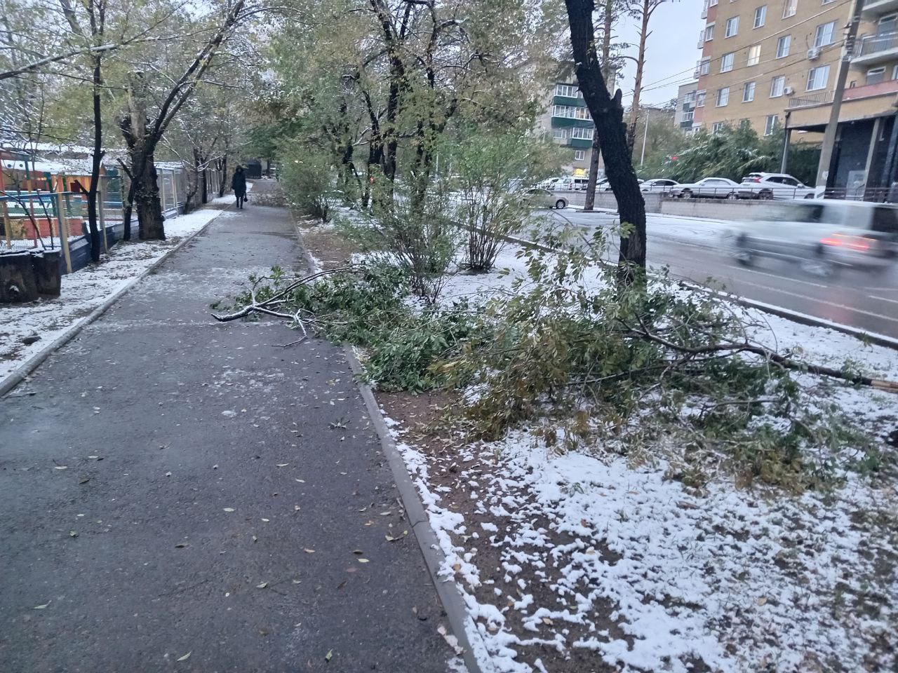 Первый снегопад в Чите наломал немало веток. 6 .октября 2025 г. Фото Олега Тополева.
