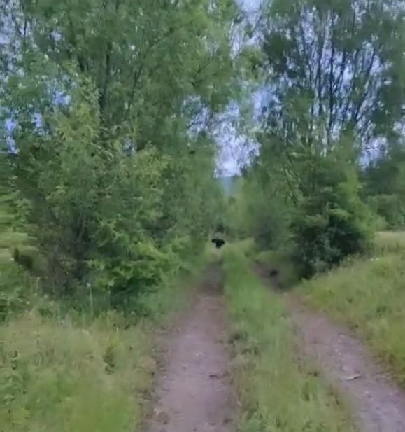 В Красночикойском районе сотрудник нацпарка испугал медведя и снял его на видео