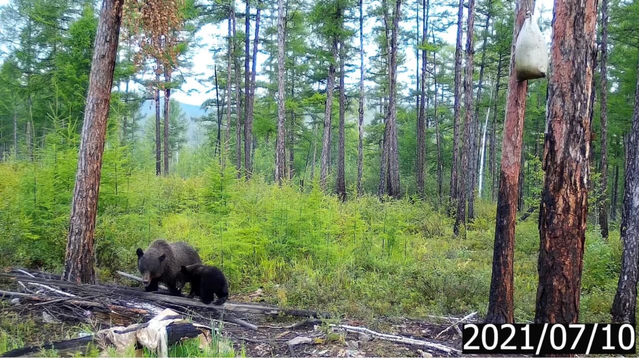 Коронавирус мог стать причиной роста популяции медведей в Забайкалье