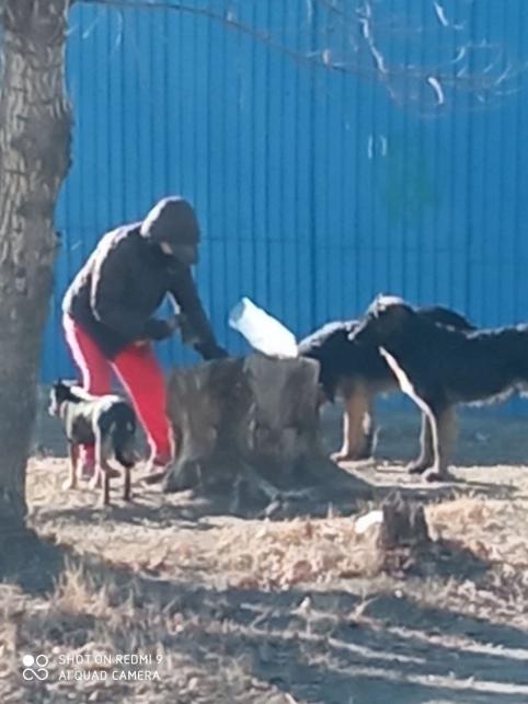 Очередное клыкастое гетто: жительница поселка ГРЭС подкармливает бездомных собак мясом
