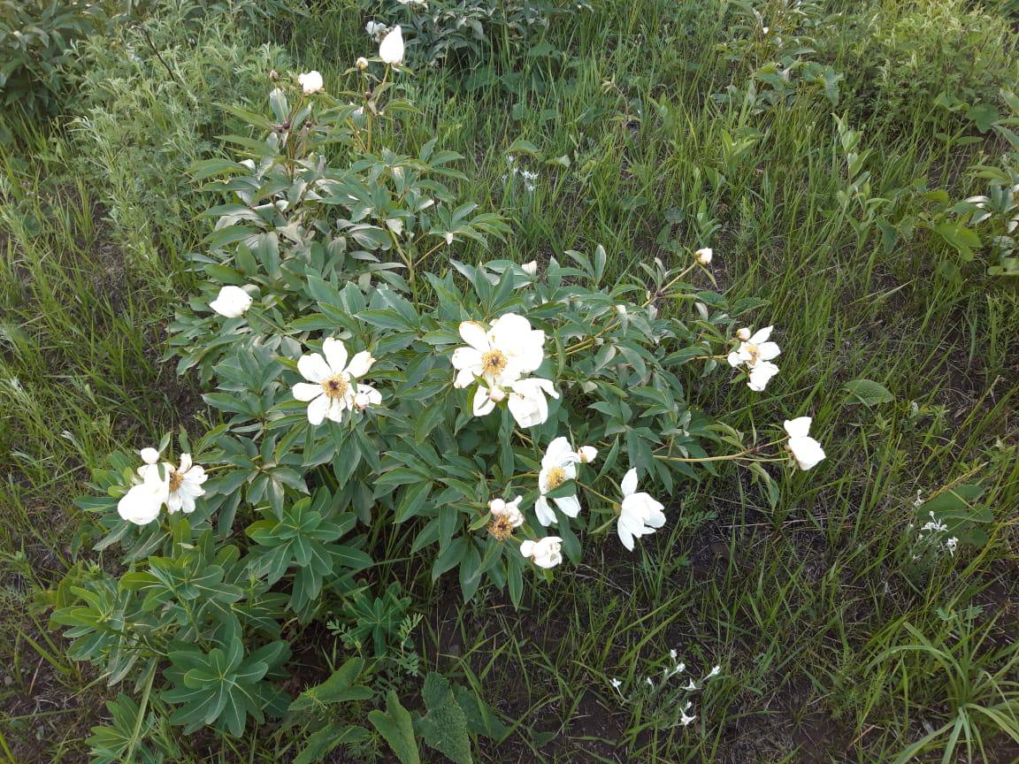В Забайкальском крае расцвел пион молочноцветковый, или как его называют в народе, марьин корень. 21 июня