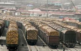 Забайкалка просит Путина запретить вырубку и вывоз леса в Китай