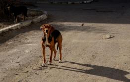 Клыкастое гетто: Прокуратура Читы заинтересовалась информацией о нападении собак на школьницу на КСК