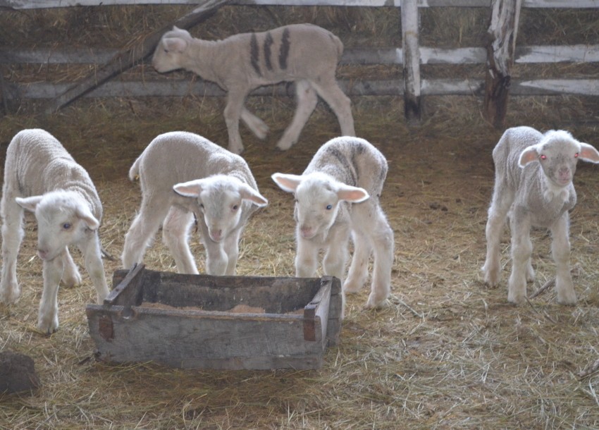 Овцеводы Забайкалья приступили к окотной кампании. В настоящее время объягнились 10,2 тысячи овец, от которых получено 10,3 тысячи ягнят. Фото пресс-службы Минсельхоза Забайкалья