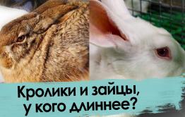 Кролик versus заяц. С наступающим!