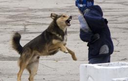 Бездомная собака укусила девочку во дворе детского сада в Чите