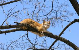 Кошку долго не могли спасти в Чите
