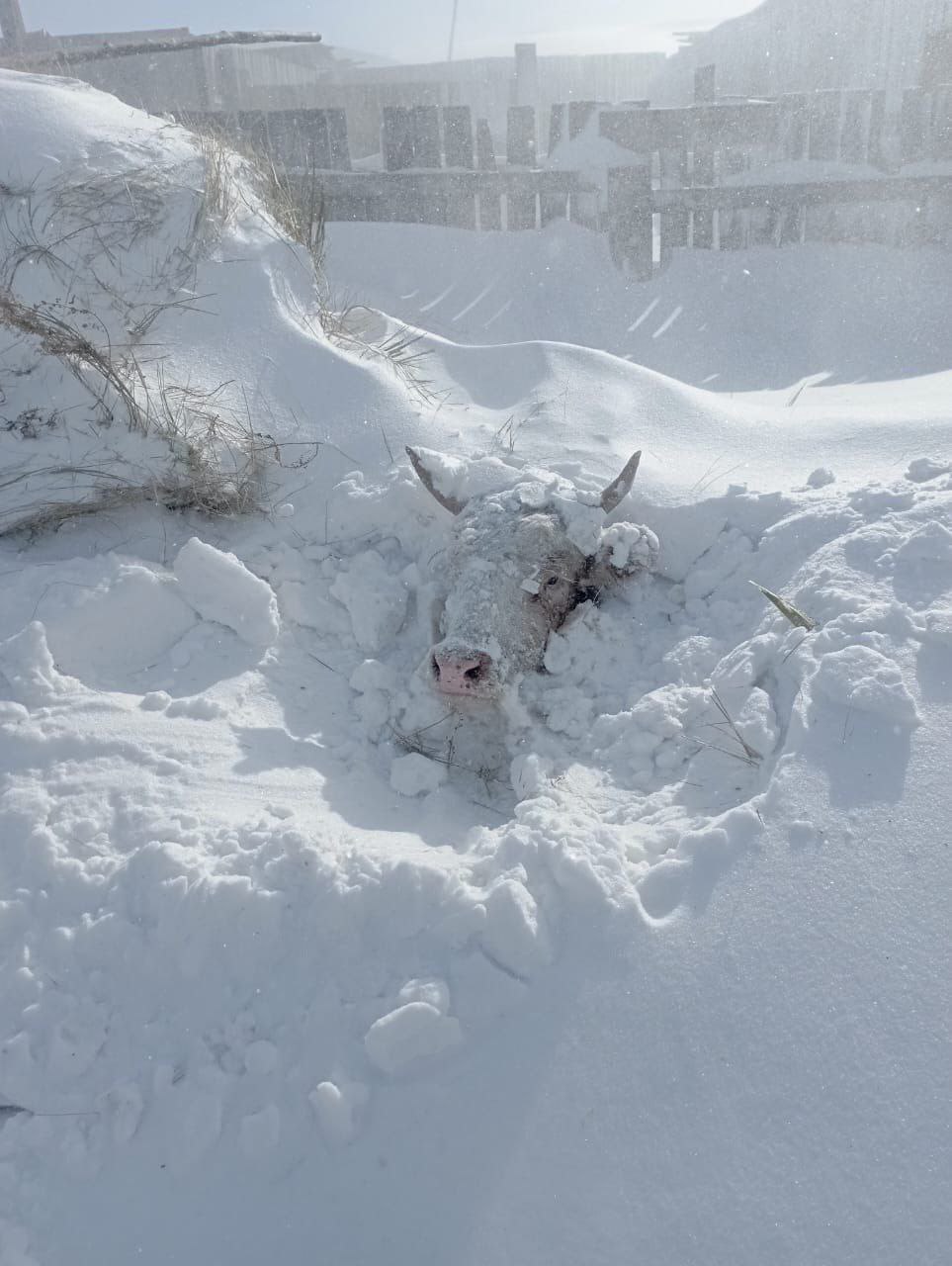 В Забайкалье выпал мощный снег. В Оловяннинском районе снегом занесло корову. Но читатели говорят, что бурёнка выжила. 22 марта