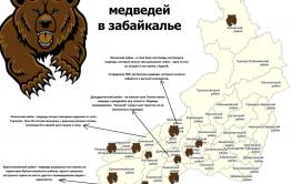 ​Медведи вышли к Мензе