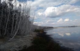 Экологическая катастрофа из-за бакланов в Читинском районе Забайкалья