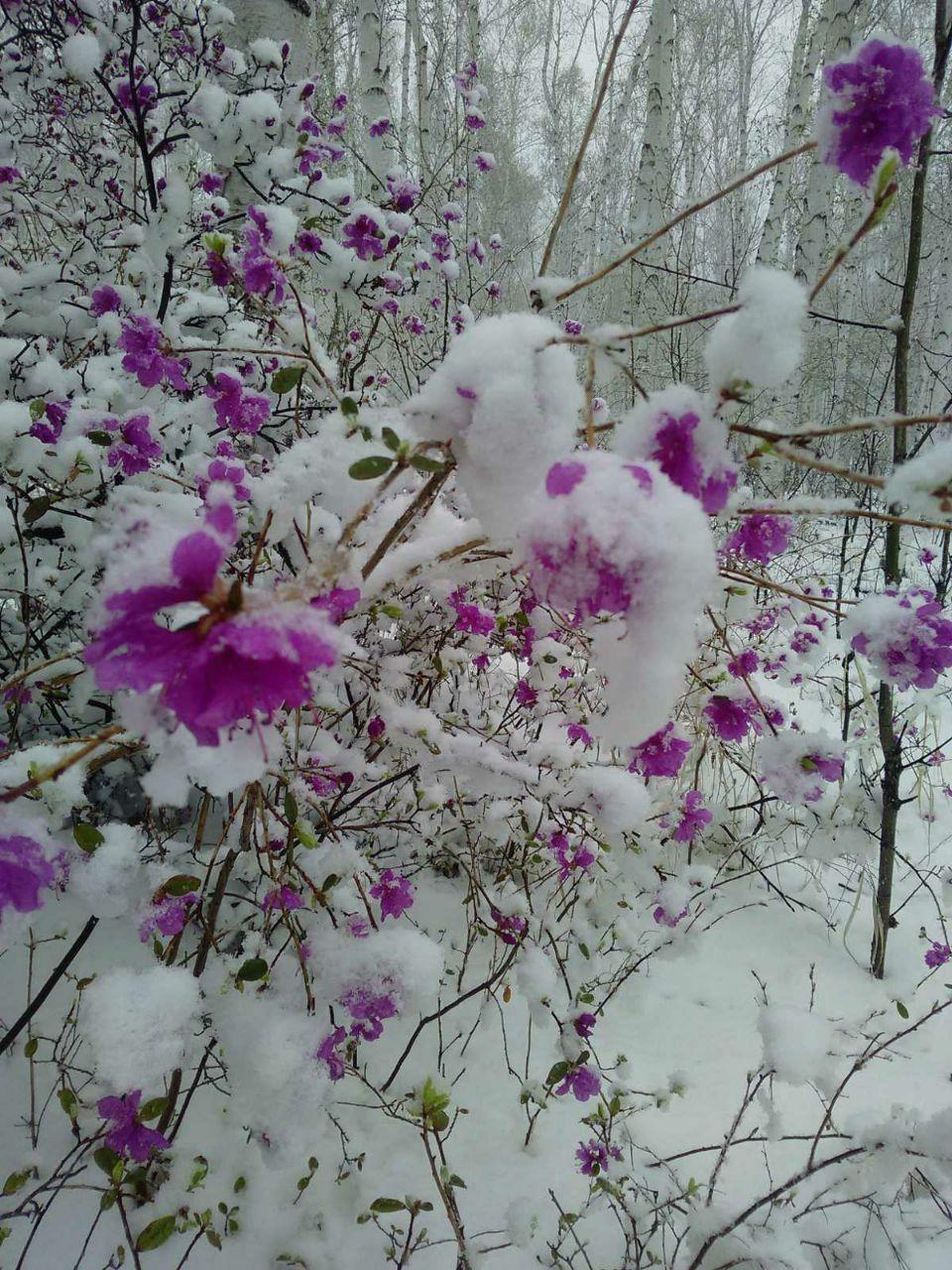 Резкоконтинентальное Забайкалье - оно такое. Майский снег припорошил цветущий багульник. Фото отправил наш читатель.