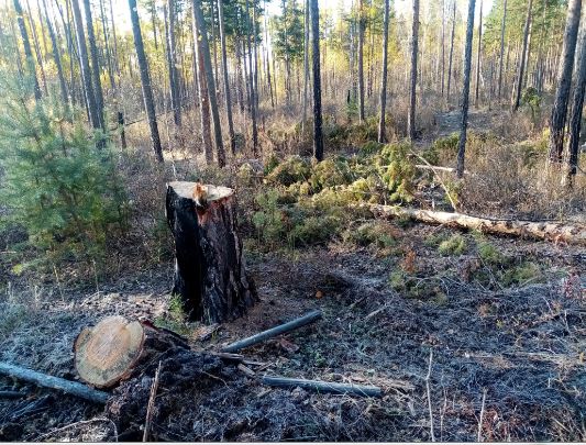 Более 200 деревьев вырубили «черные лесорубы» в Забайкалье