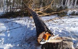 После увольнения лесника в селе Илим начали воровать лес