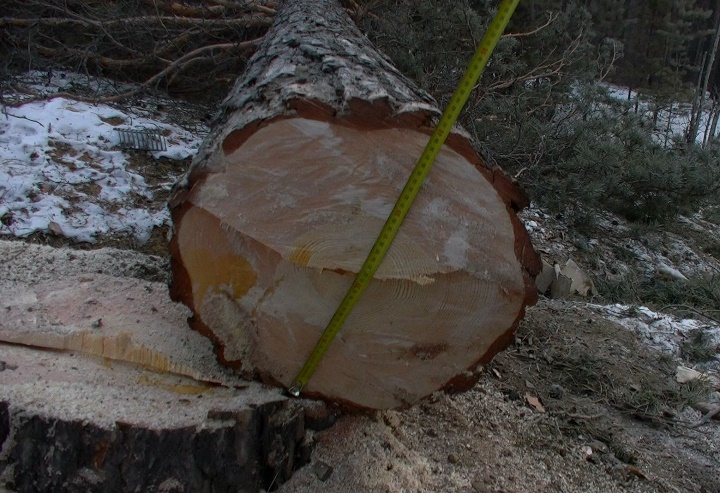 Участки Атамановского леса, где рубили деревья, были выданы незаконно