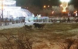 7-летнюю девочку загрызли под Читой