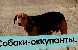 Собаки — оккупанты Читы: через что проходят дети, чтобы попасть в школу