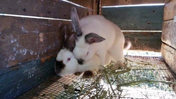​Кролики читинца Шведуна плодятся быстрее китайцев