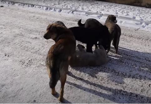 Забайкальские следователи заинтересовались информацией о нападении собак на школьника в Чите 