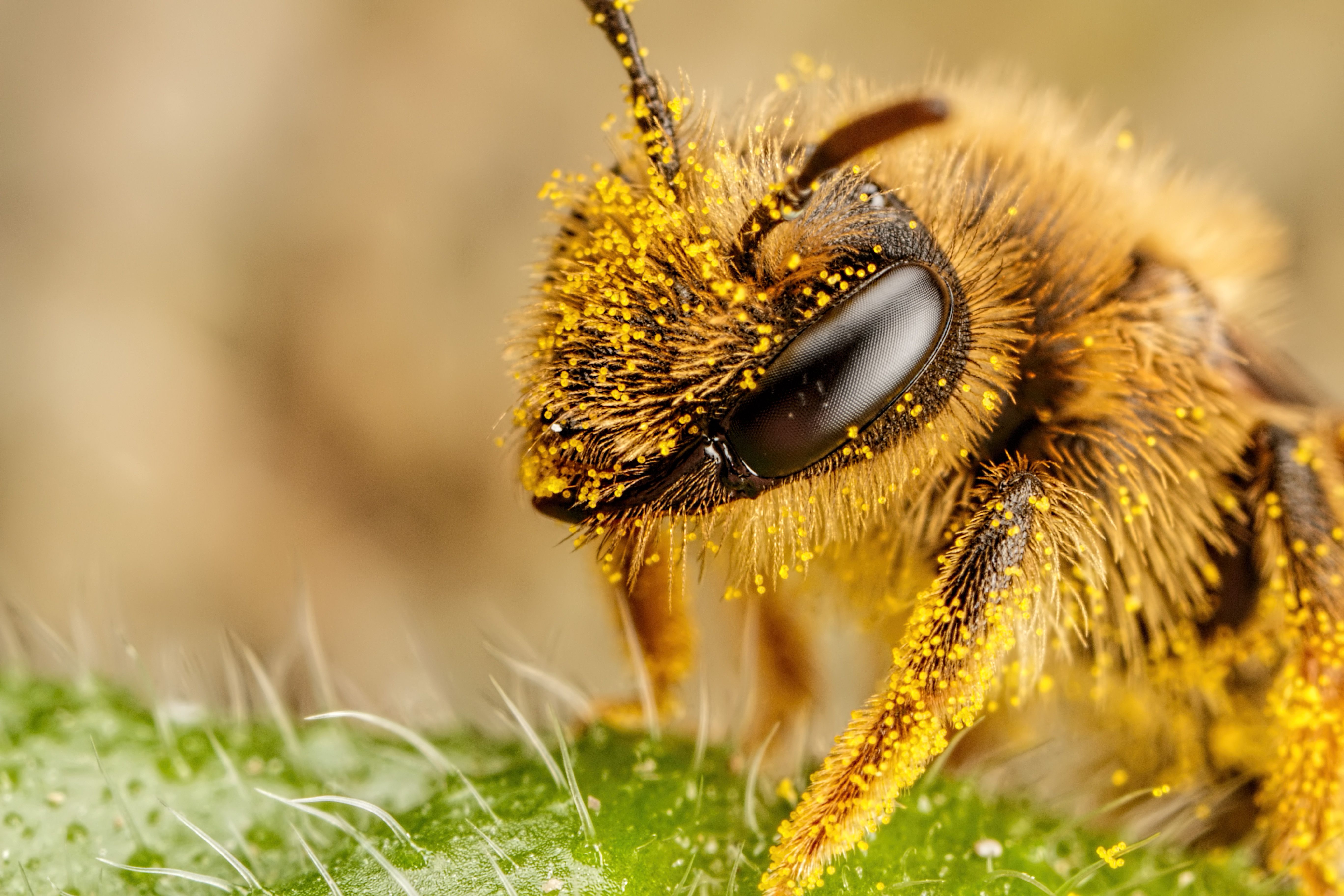 В Забайкалье сезон роения пчел