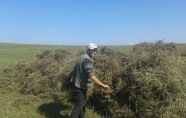 В Забайкалье солят не только грибы с огурцами, но и сено