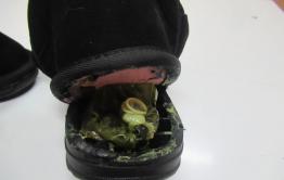 На лабутенах-ах: Наркотики пытались передать в каблуке ботинка в ИК-5 в Антипихе