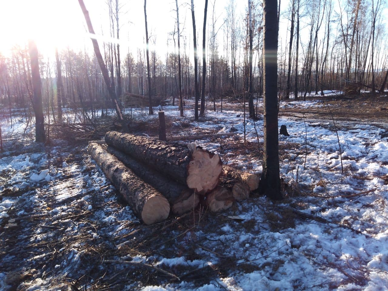 Дачники из СНТ «Полет» жалуются на вырубку деревьев