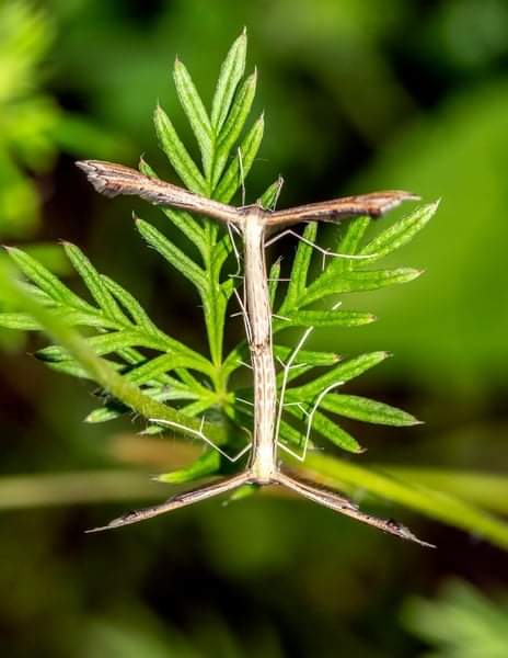 Чудо природы - бабочки-пальцекрылки (Pterophoridae) на листе лапчатки. Фото из Facebook Олега Корсуна. 12 марта