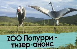 ZOO Попурри – тизер-анонс