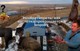 Вечорка ТВ: Необратимость: как котлетка превращается в корову