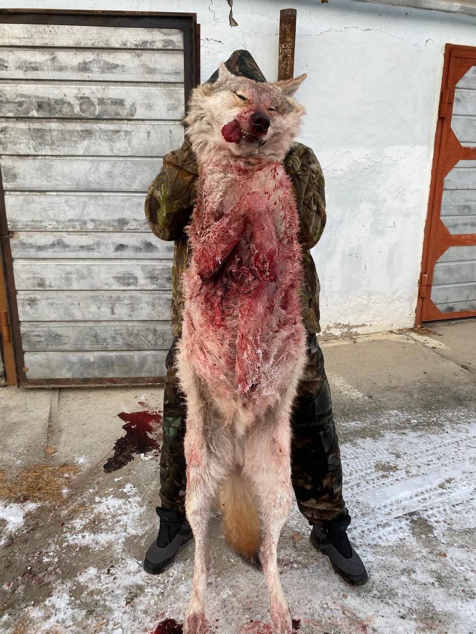 В Забайкалье орудуют волки-мутанты  Огромный волк был добыт на днях в шилкинской степи в Забайкалье.  Фото читателя "Вечорки"
