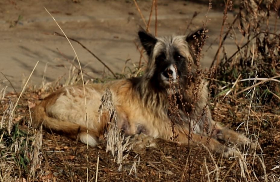 Хозяйка собак-убийц из Домны признана виновной: Новые подробности от следствия