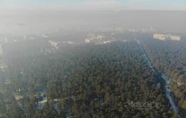 Вырубка 800 сосен