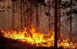 ​Лесной пожар в Кыринском районе перекинулся на Монголию