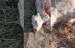 Волки лютуют в забайкальских степях (видео)
