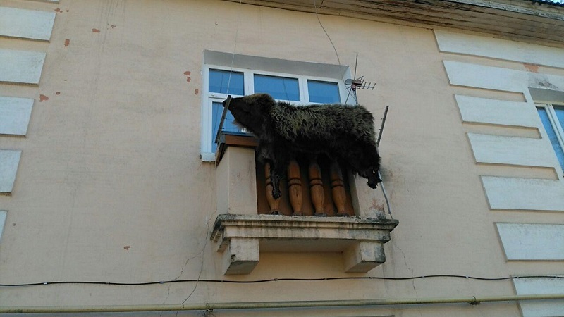 В Кокуе шкуру медведя сушат на балконе