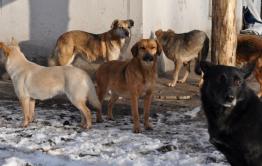 Отец девочки, которую съели собаки в Домне, дал показания 