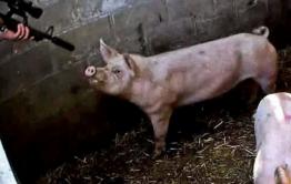 Пенсионерка из Ясной просит помочь крестьянам Забайкалья