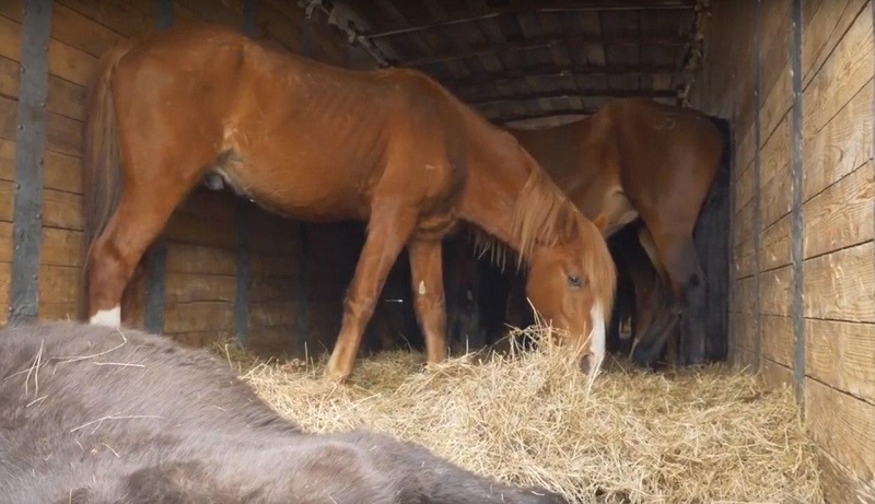 Забайкалец украл лошадь, расчленил ее и пытался скрыться от полиции 