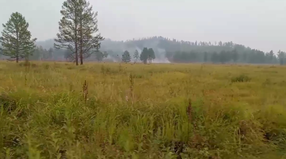 Не ходите в лес по ягоды гулять: в Забайкалье продолжает действовать запрет на посещение лесов