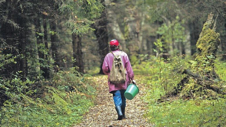 50-летняя женщина заблудилась в лесу под Читой