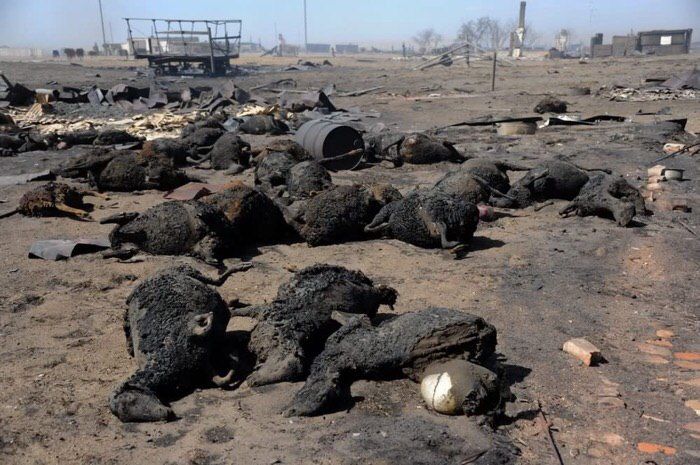 Мертвая скотина после пожаров в Забайкалье. 20 апреля