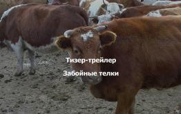 ​«Вечорка ТВ»: Забойные телки