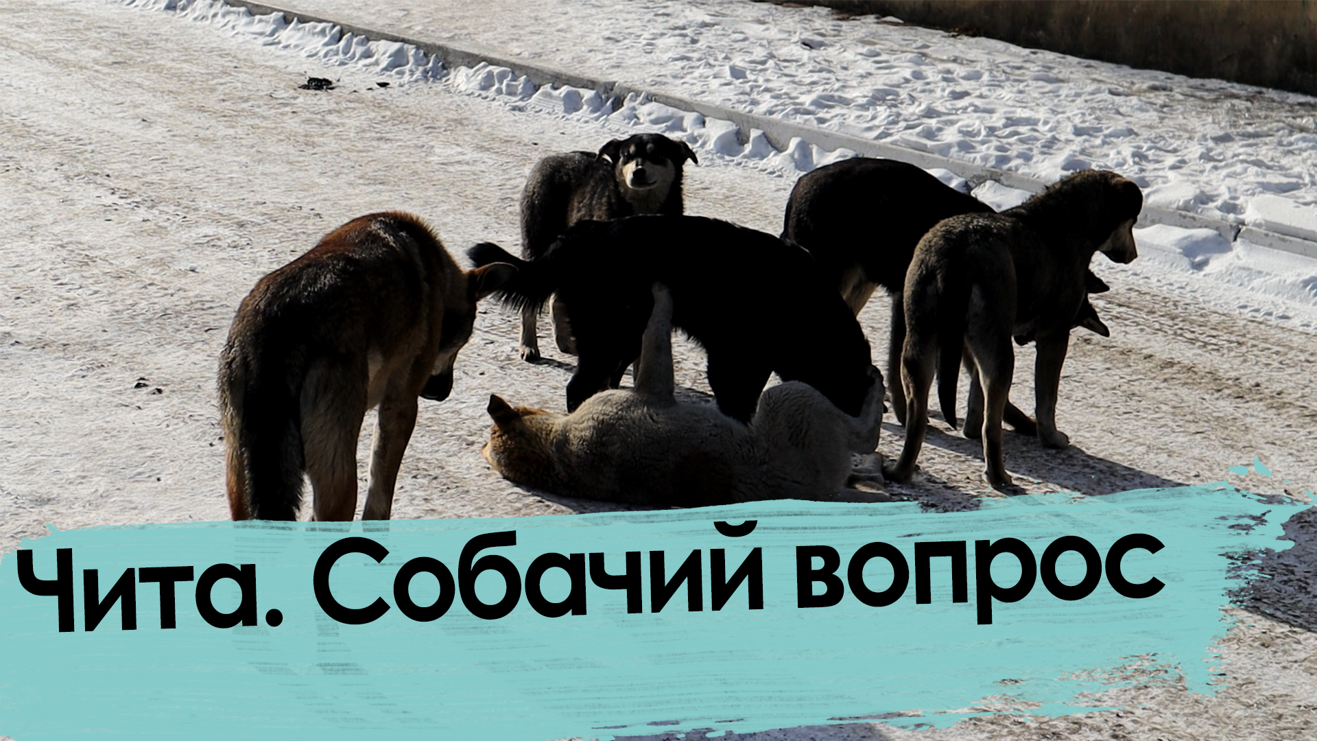 Путин поручил вести учет домашних животных