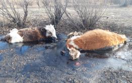 ​Коровы в Приисковой тонут в гудроне