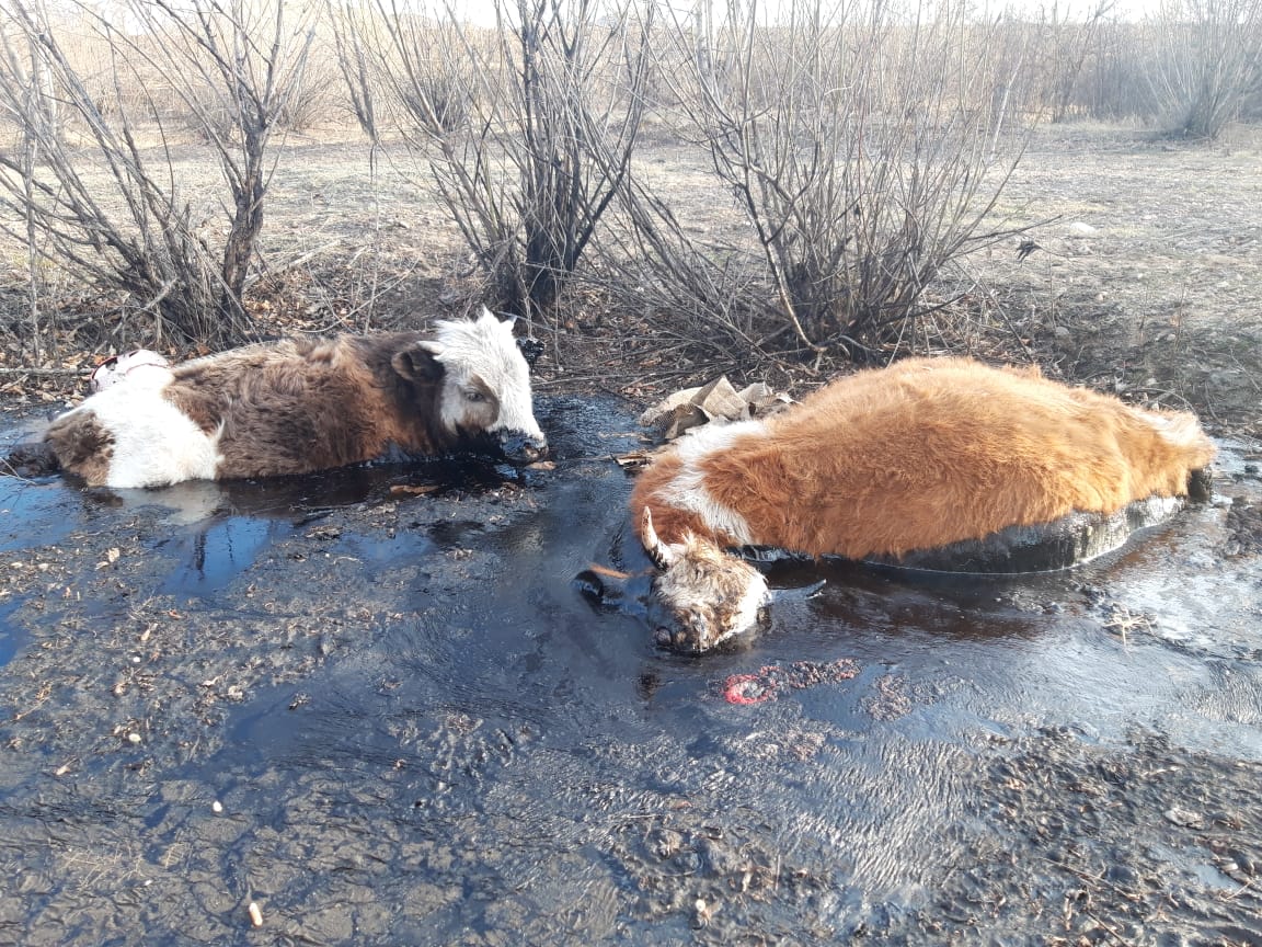 ​Коровы в Приисковой тонут в гудроне