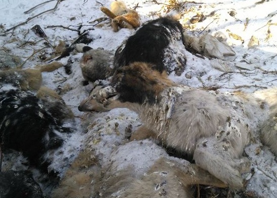 Десятки мертвых собак выброшены в лесу под Читой (ВИДЕО)